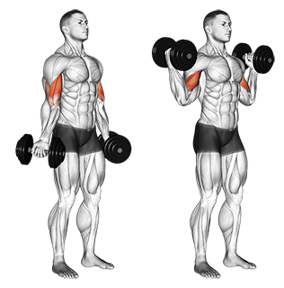 Exercise Database Biceps29 Standing Dumbbell Inner Biceps Curl Jase Stuart The Better Body Coach